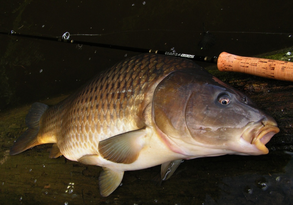 The Perfect carp