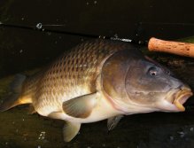 The Perfect carp