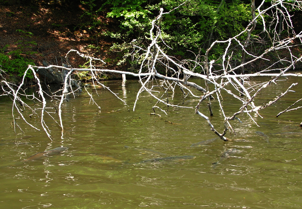 Really big live targets for my fly and big challenge!