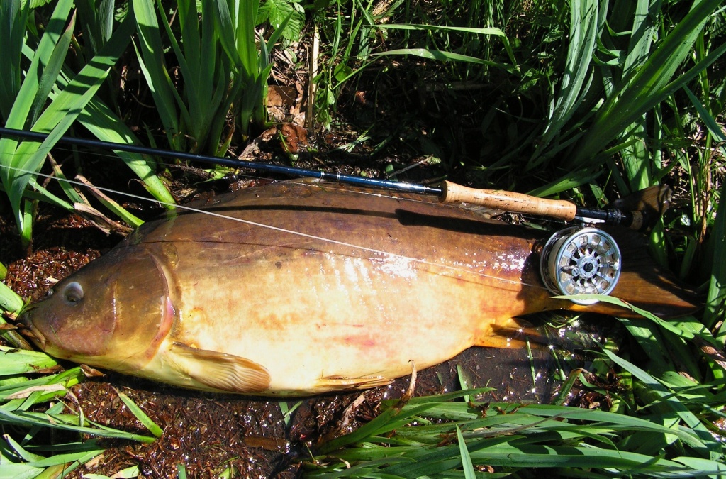 Huge mirror carp and one of my record carp on the fly - 95 cm.