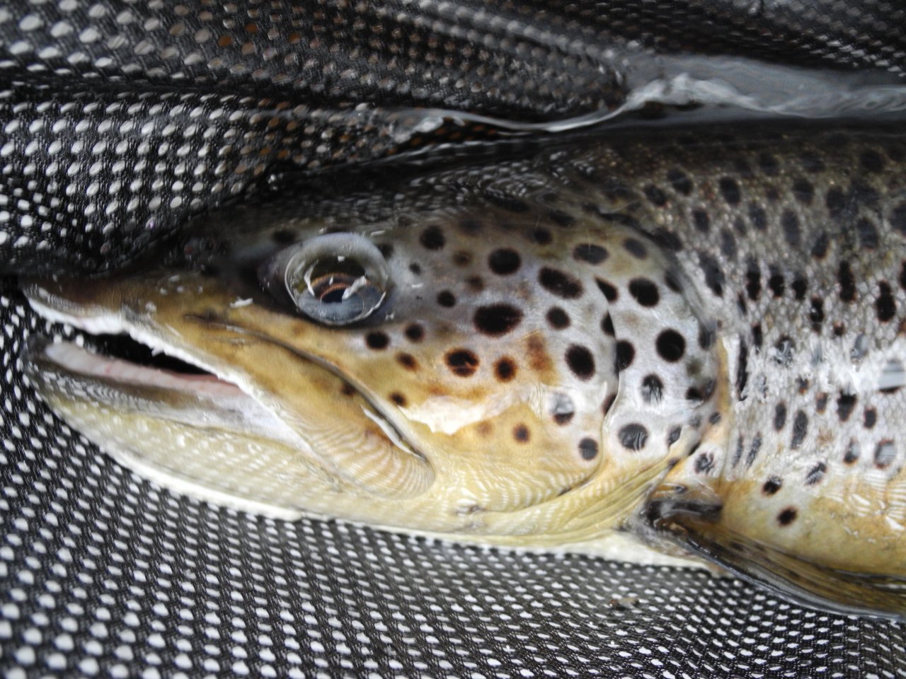 Brown trout from Kaitum River