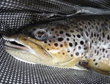 Brown trout from Kaitum River
