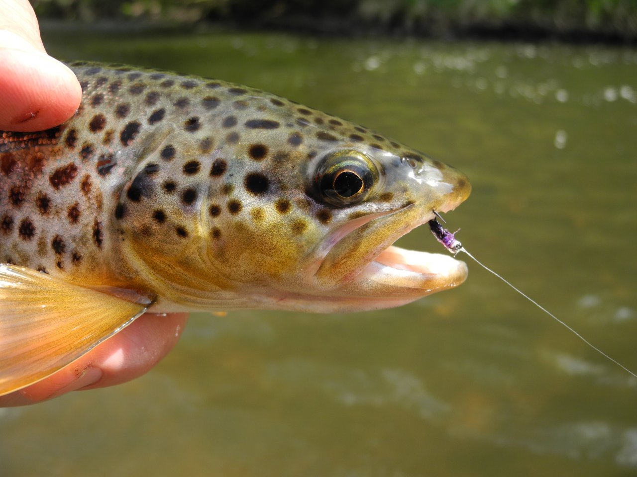 Brown trout from St�ela