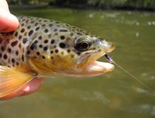 Brown trout from Střela