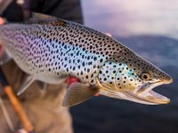 Icelandic Trout