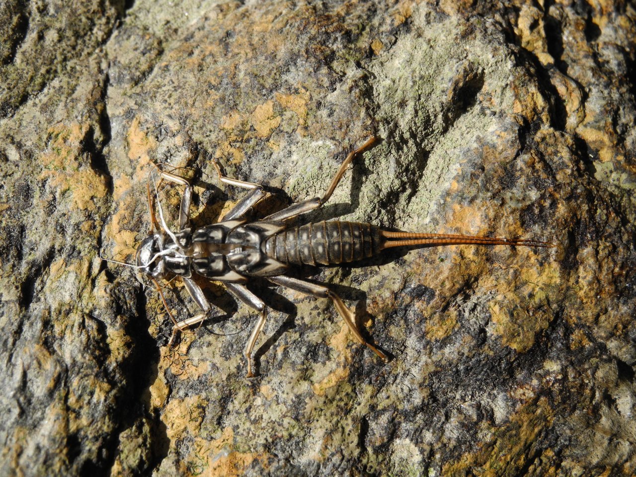 Stonefly