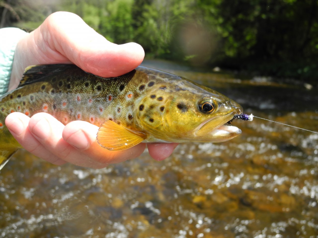 Brown trout from Otava