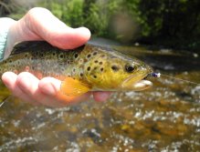 Brown trout from Otava