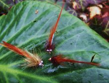 Cheeky Devil Matuka Trio