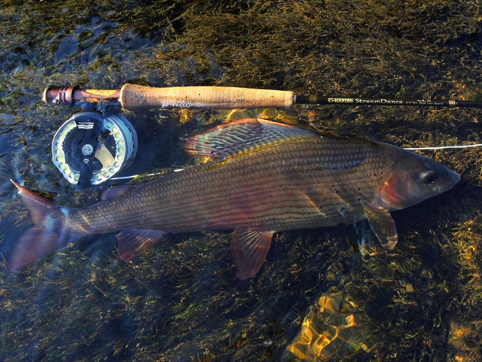 Beautiful autumn grayling