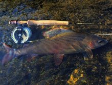 Beautiful autumn grayling