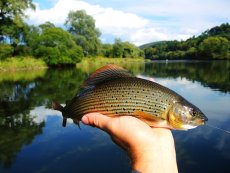 San River, Poland - Gallery
