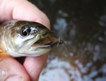 Brook trout from Rolava