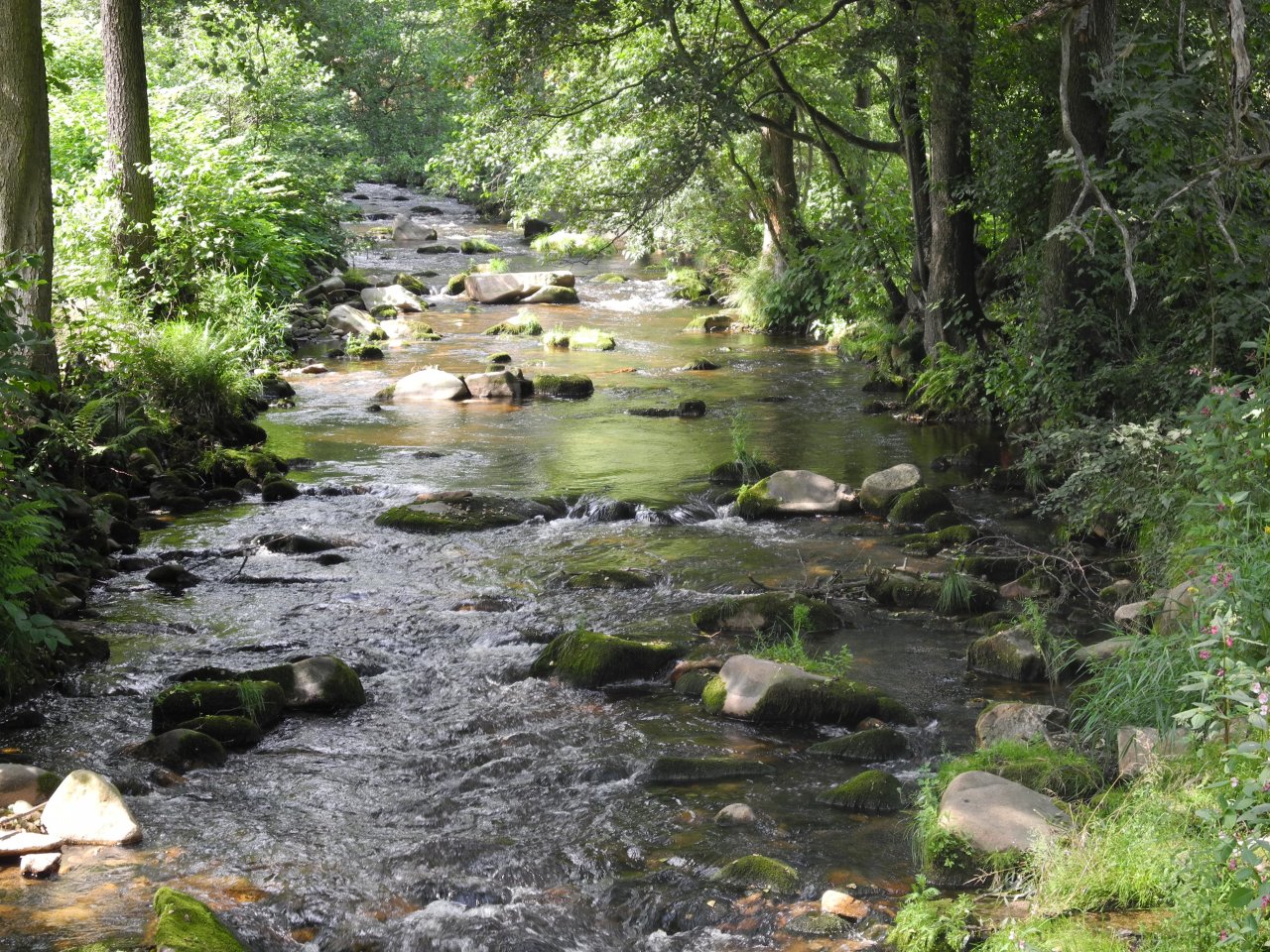Rolava above Nov� Hamry