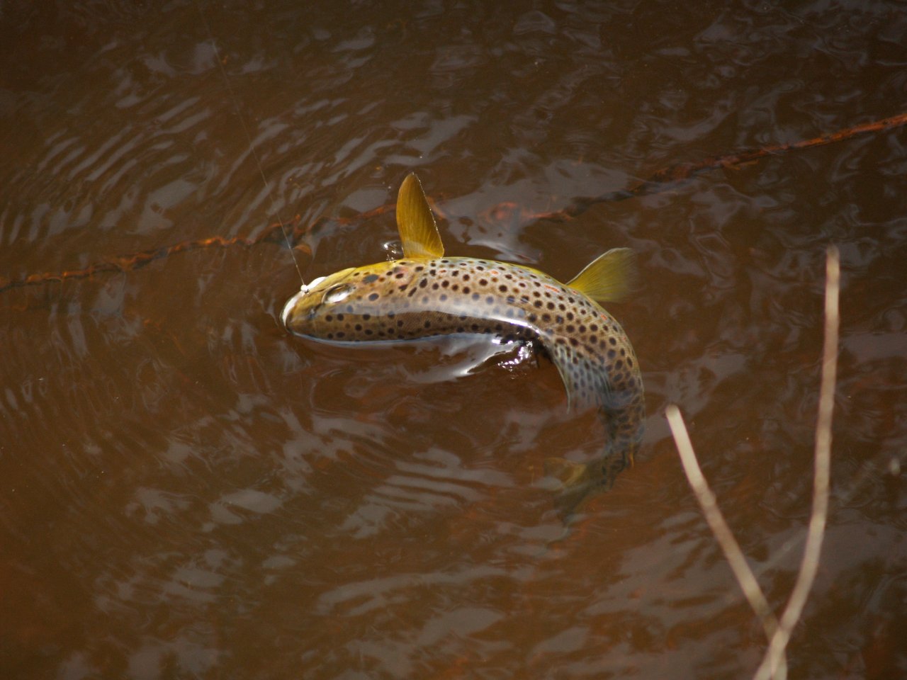 Unexpected brown trot from upper Rolava