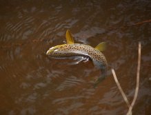 Unexpected brown trot from upper Rolava