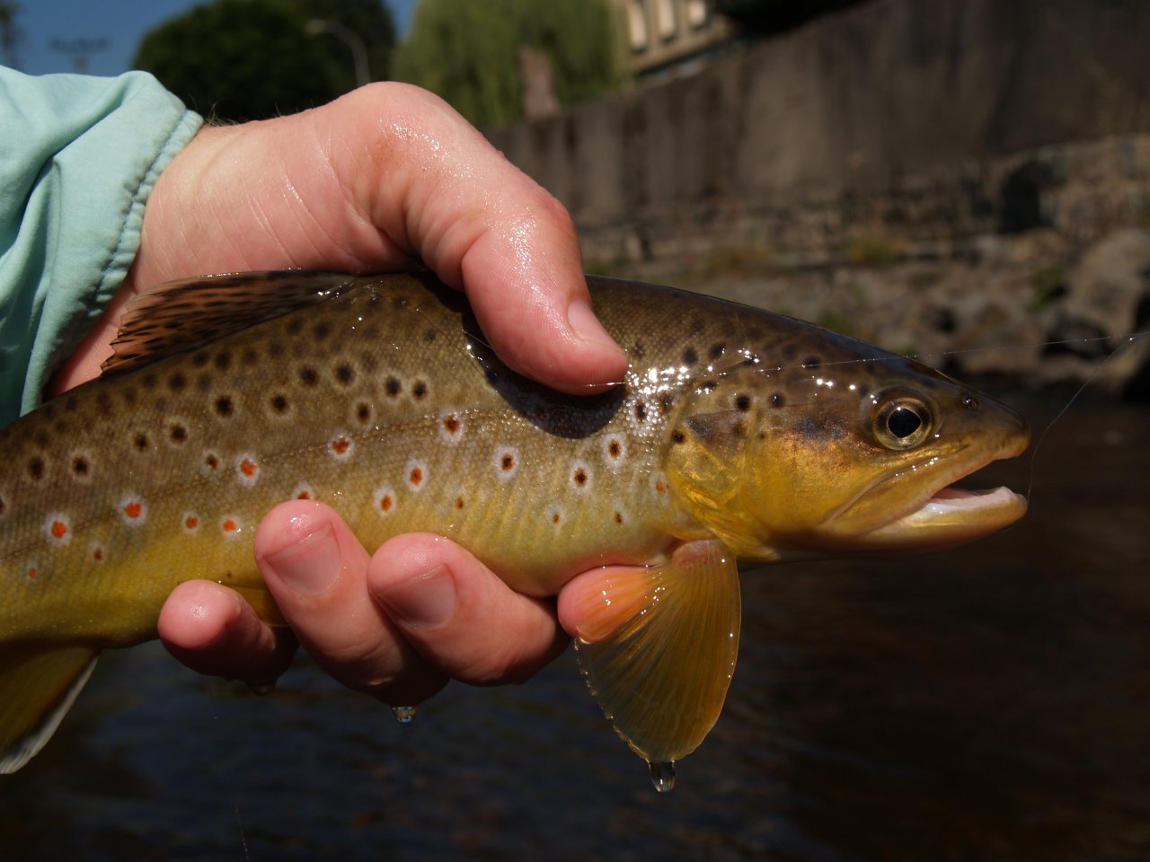 Town hospital brown trout