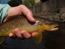 Town hospital brown trout