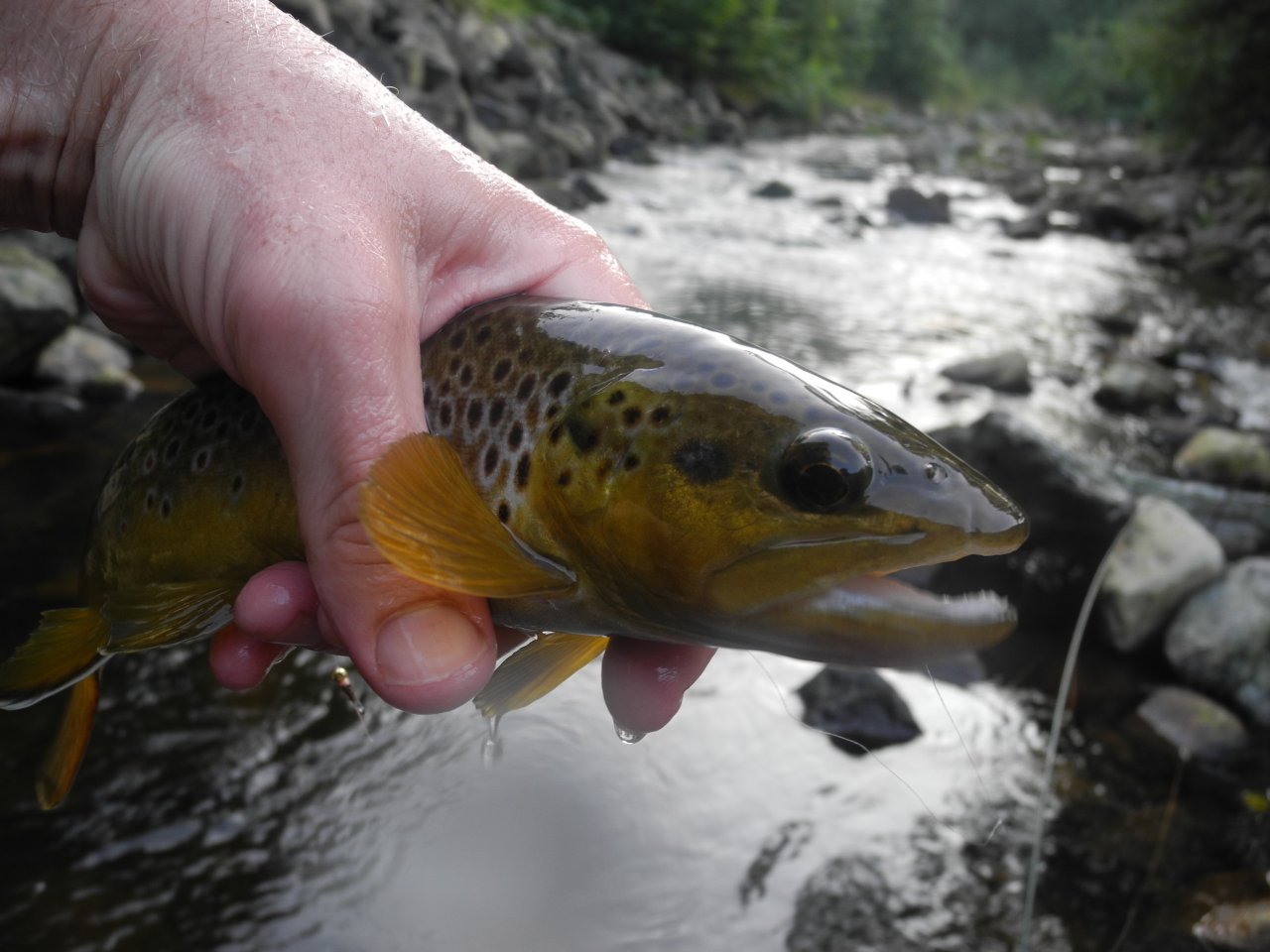 Brown Trout from Rolava near Nejdek