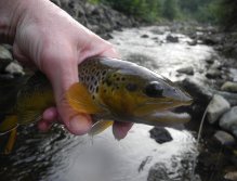Brown Trout from Rolava near Nejdek
