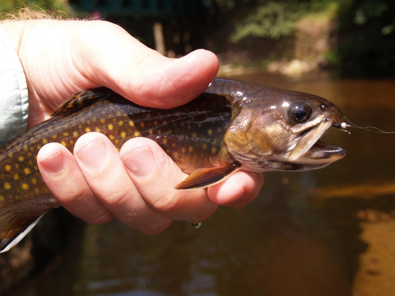 Brook trout from Rolava