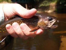 Brook trout from Rolava