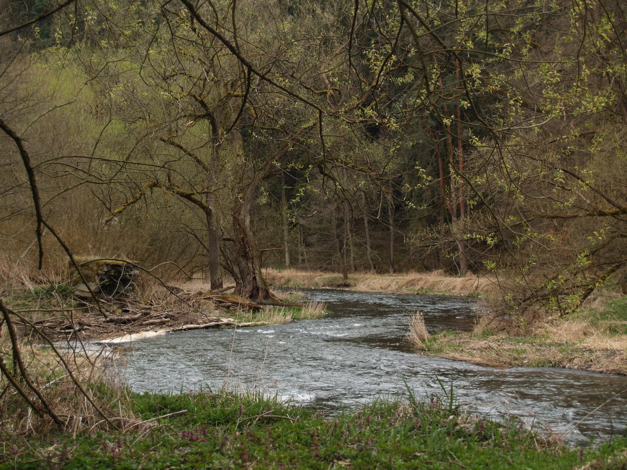 St�ela in early spring