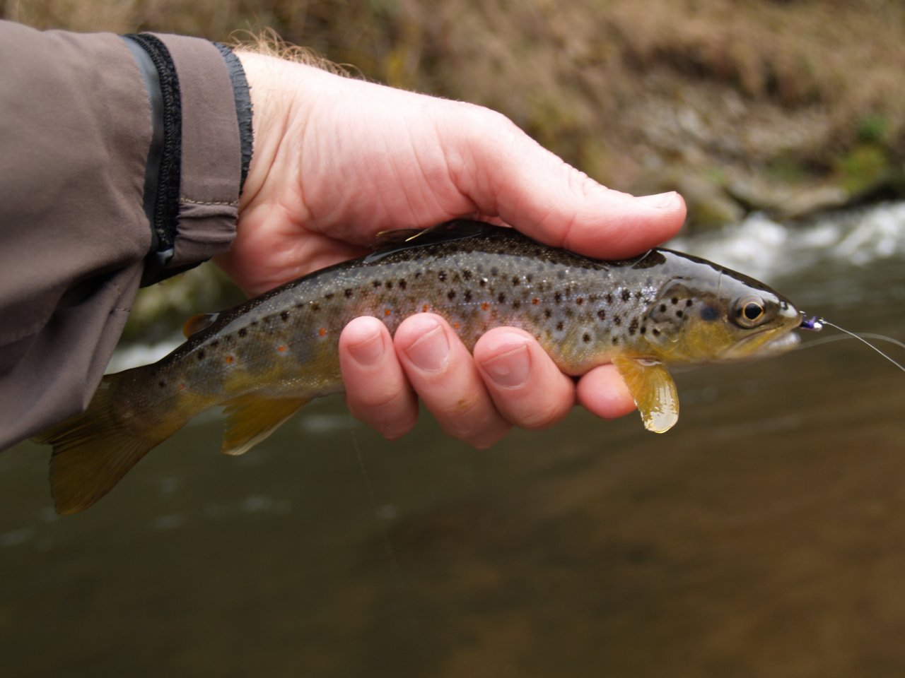 The first brown trout of the season