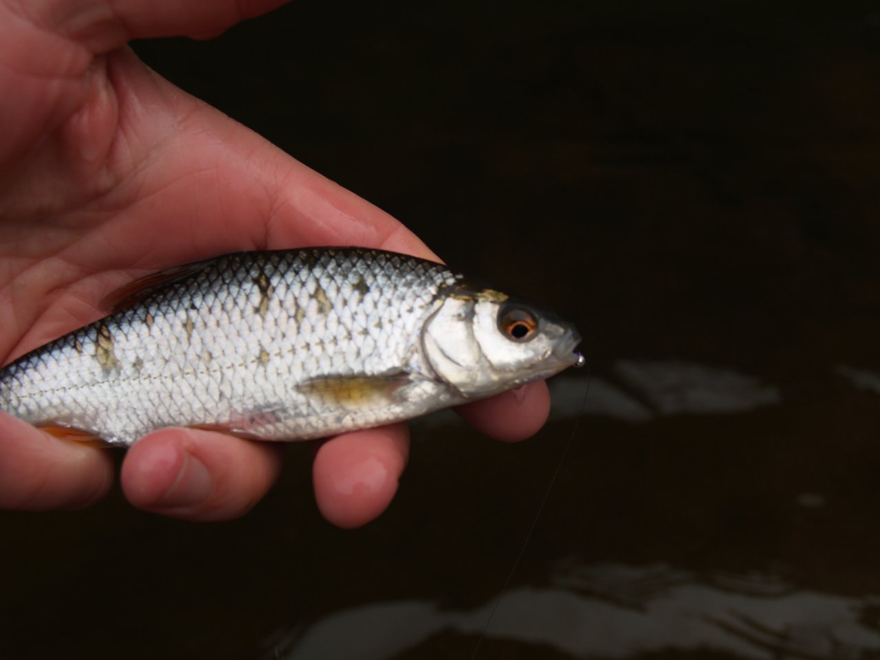 The first coarse fish of the season