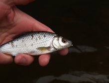 The first coarse fish of the season