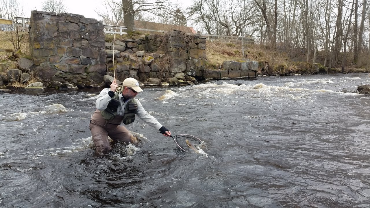 Brown trout from Tidan