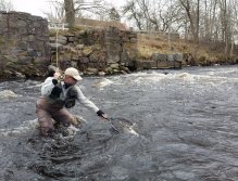 Brown trout from Tidan