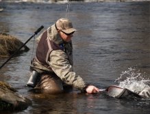 Getting the fish to the net