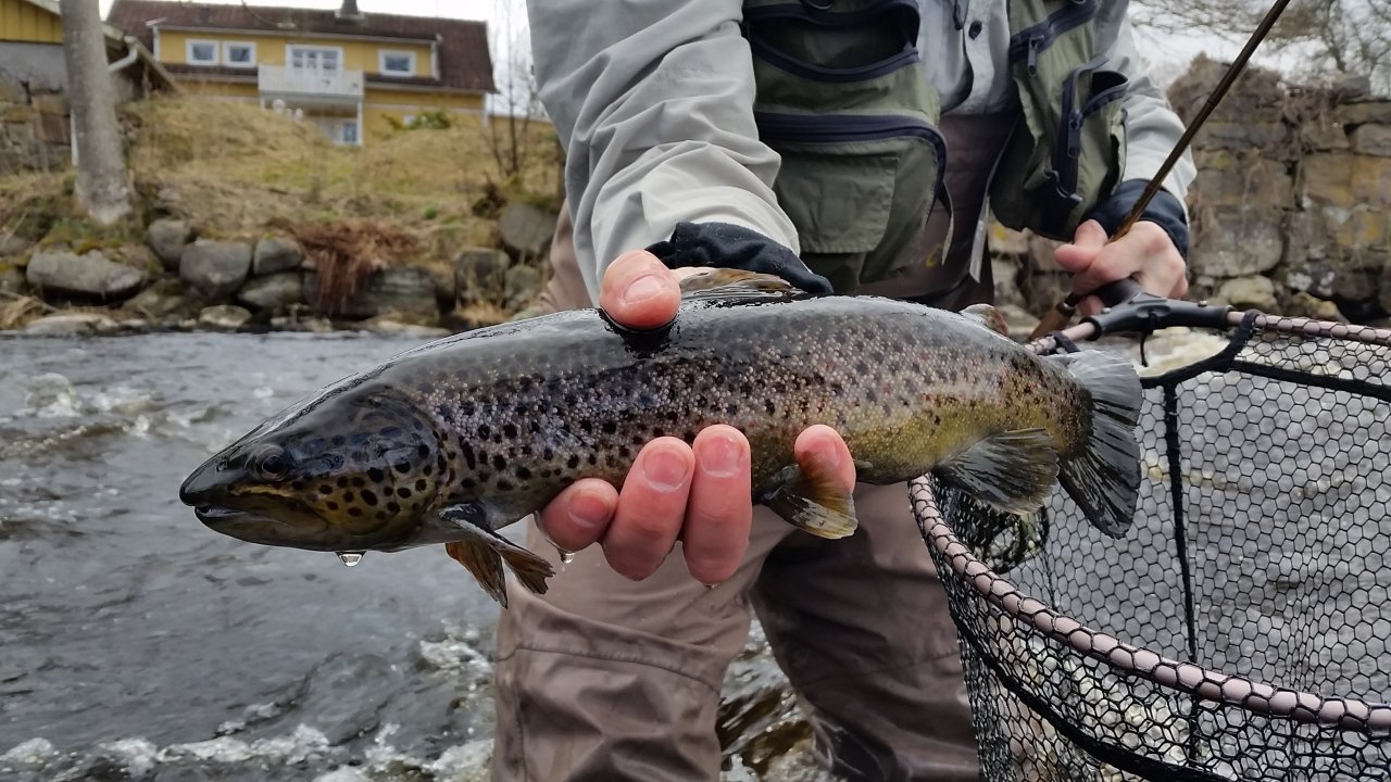 Brown Trout from Tidan - detail