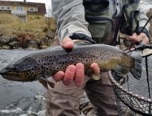 Brown Trout from Tidan - detail
