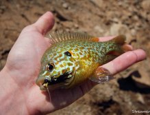 Small Sun... Another fish for your fly!