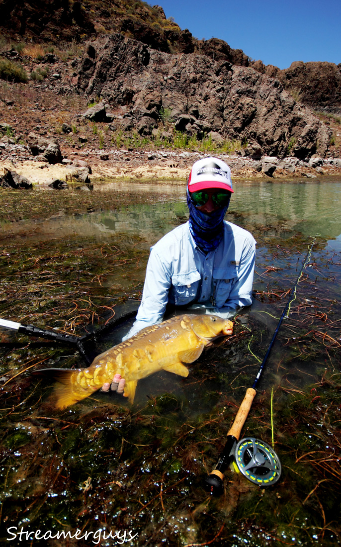 Ji�� and his Goldie