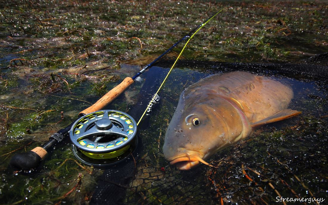 Heavy gear for heavy carp