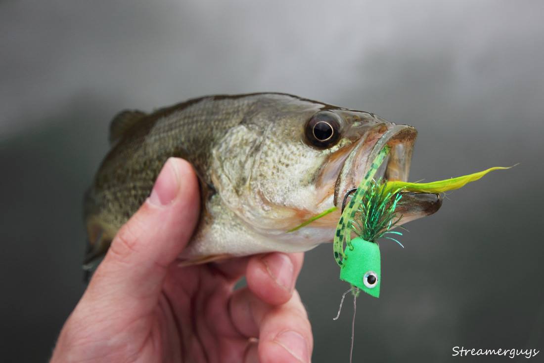 Poppers - Super choice for Blackbass