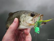 Poppers - Super choice for Blackbass