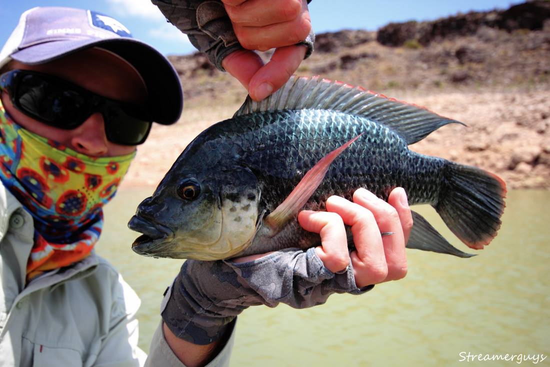 Who knows species of this imposant fish?