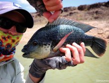 Who knows species of this imposant fish?