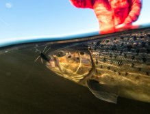 Girdle Bug in action