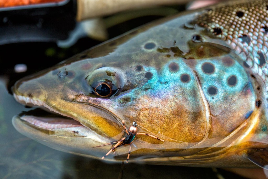 Cooper John Rubber Legs