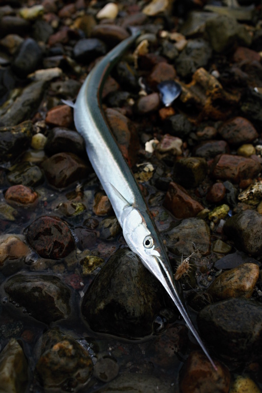 Danish garfish on the fly