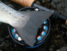 Perfect tail & Danielsson Original 2W