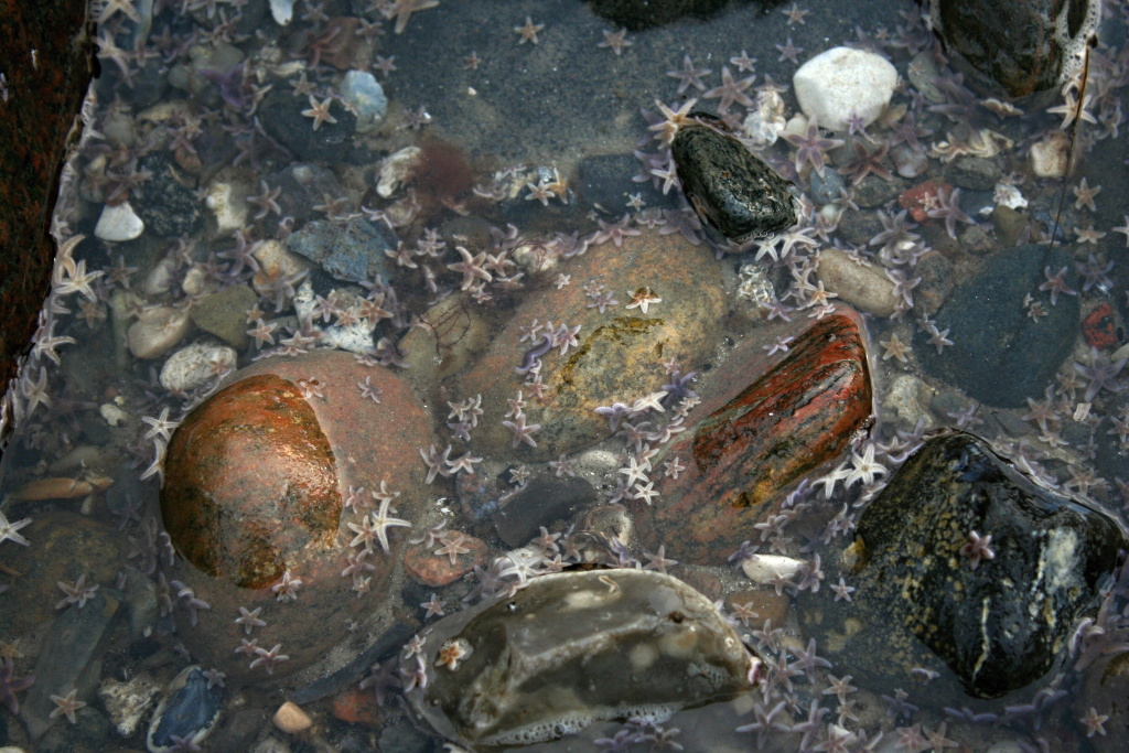 Small Danish starfish