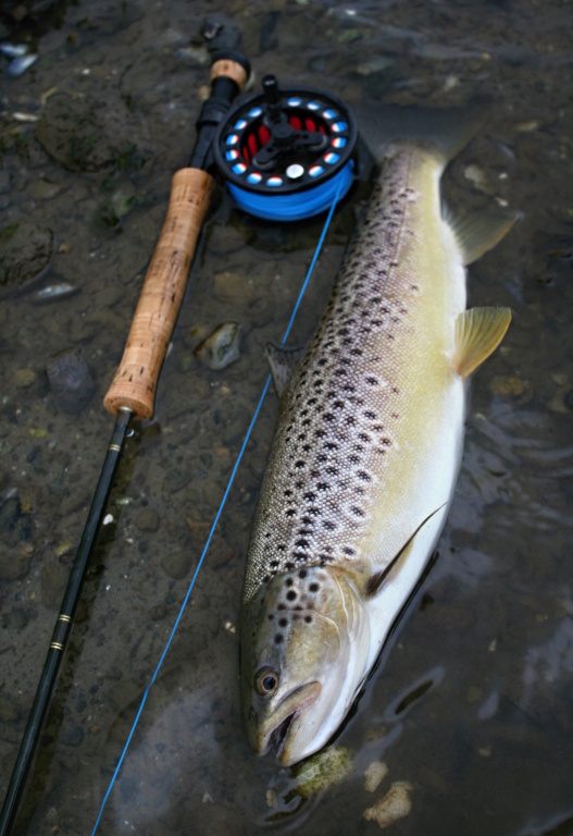 Nicely proportioned Danish sea trout