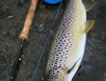 Nicely proportioned Danish sea trout