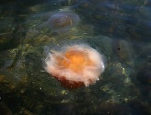 Jellyfish everywhere